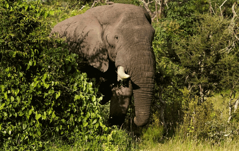 3 Day Garden Route Adventure Tour from Cape Town : Exploring SA's Garden Route