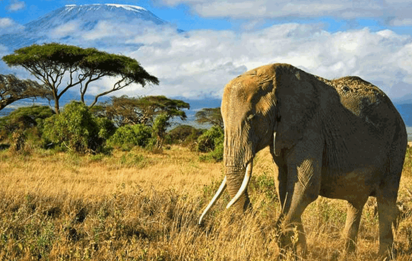 Aquila Private Big 5 Game Reserve Safari From Cape Town, South Africa