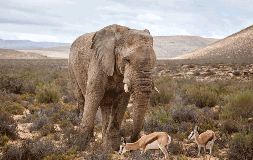 Aquila Private Big 5 game reserve Safari