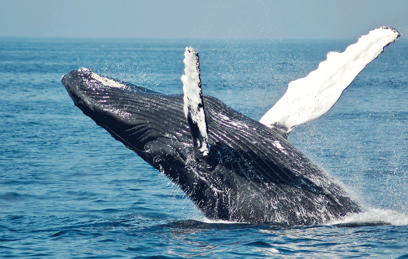 An Excursion to Explore Whales in Hermanus from Cape Town, Western Cape