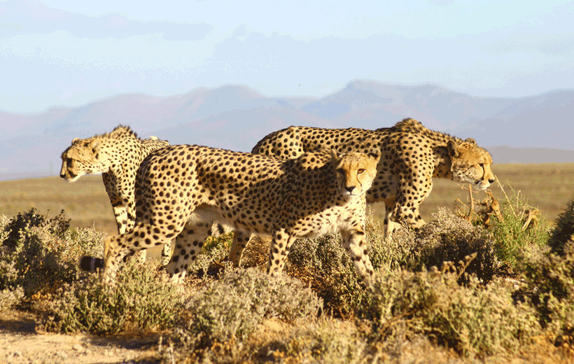 Cheetah Outreach and Cape Wine Tasting Tour, Cape Town