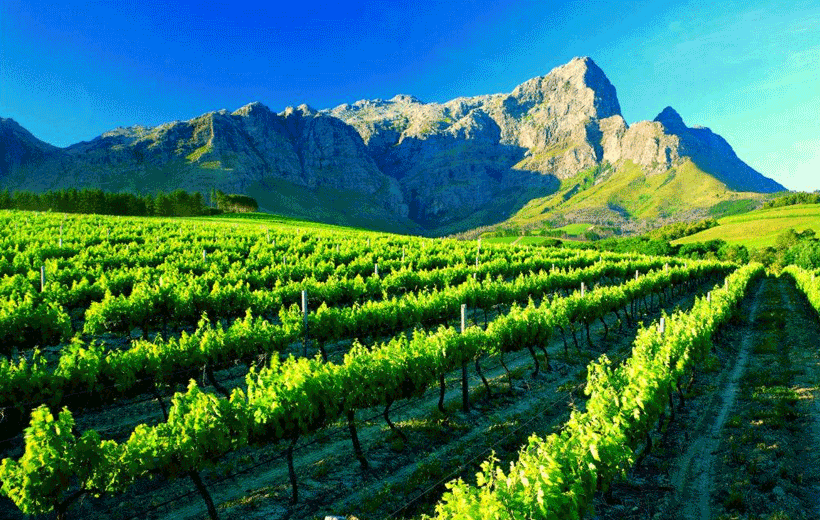 Cape Wine Guided Tour to Franschhoek, Paarl & Stellenbosch, Cape Town