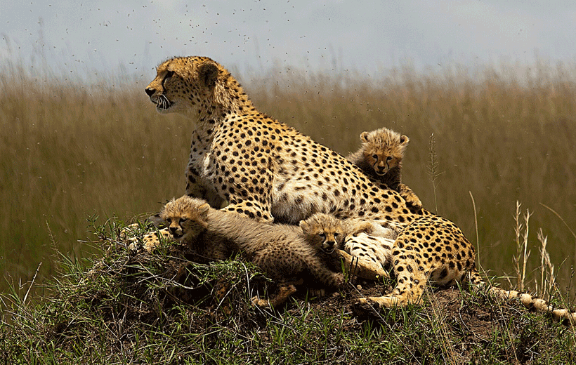 Cheetah Outreach and Cape Wine Tasting Tour, Cape Town