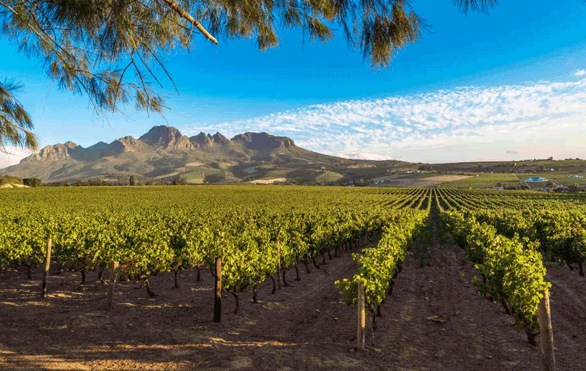 Table Mountain Combo With Robben Island & Cape Wine Tasting Tour, Cape Town