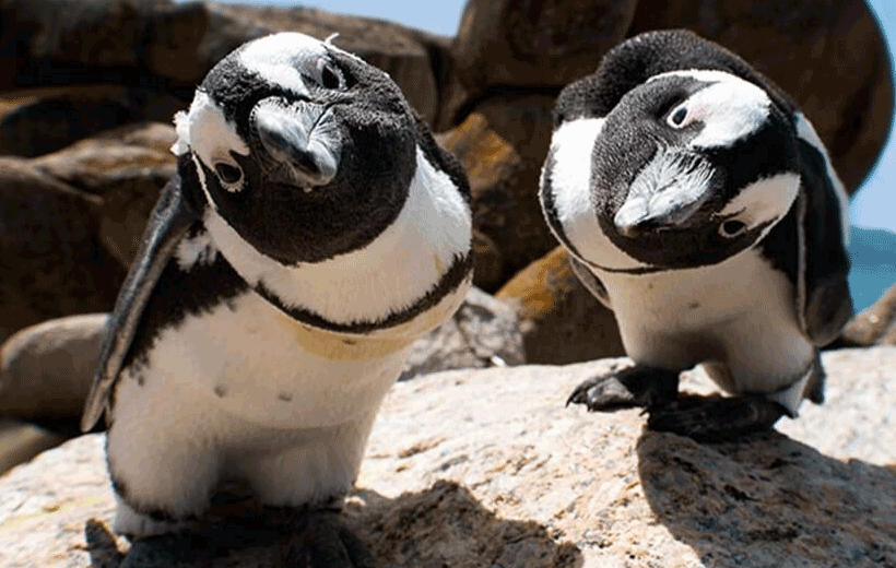 Cape of Good Hope & Cape Point Penguins of Boulders Beach, Cape Town